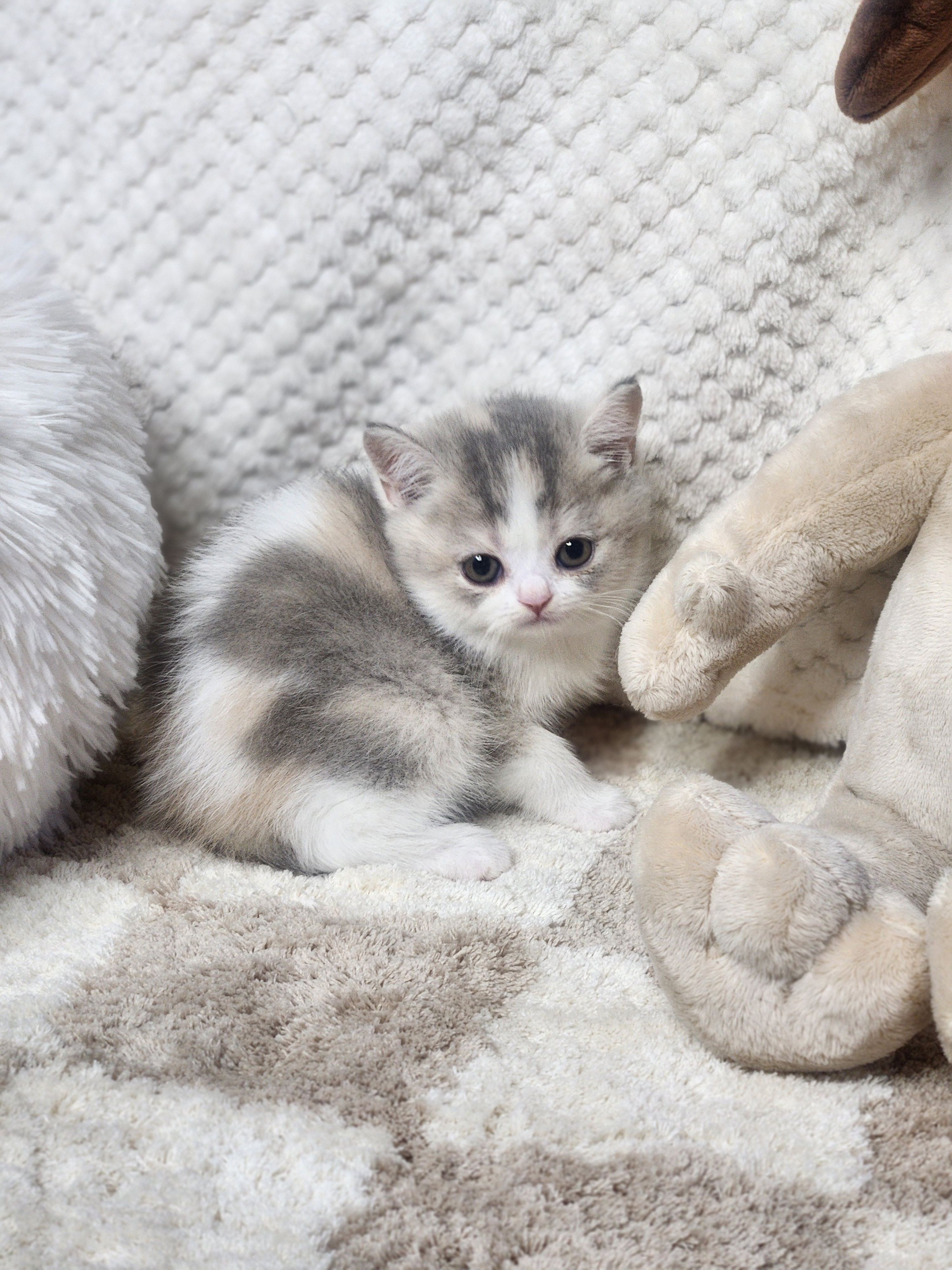 브리티쉬숏헤어분양